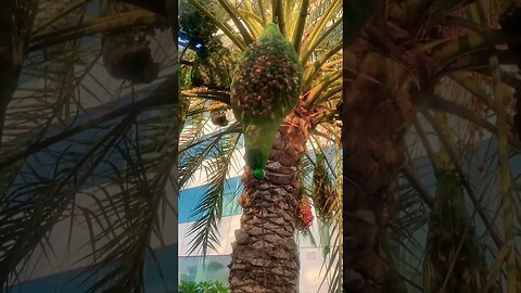 Awesome Dates Palm Cultivation in desert | Dates Palm Farm and Harvest | #trending