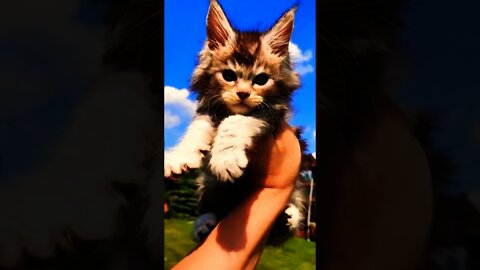 2022 best cute cat video,funny cat videos 2022|cute moment of the animals|cute puppy|funny cat video