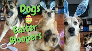 Dogs In Bunny Ears Easter Bloopers