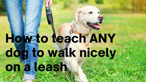 Guide on how to teach ANY dog to walk nicely on a leash