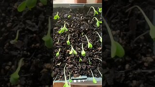 Seedlings From Scratch