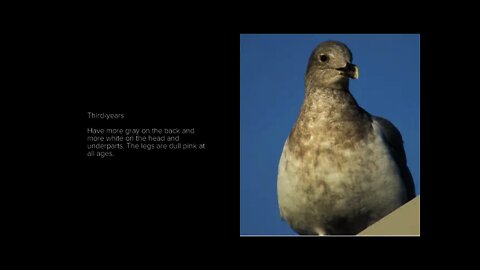 Lone wolf the Herring Gull