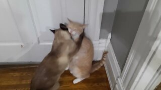 Cats Play Fighting