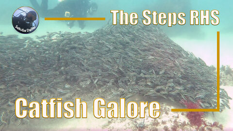 Catfish Galore | Scuba Diving at The Steps RHS | July 2021