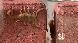 Find out how to keep scorpions out of your home without pesticides