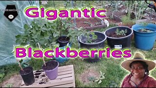 Gigantic Blackberries