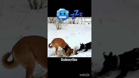 Dogs fight in snow 🥶💤like subscribe #animals #dogs #funnyanimals #funnydogs