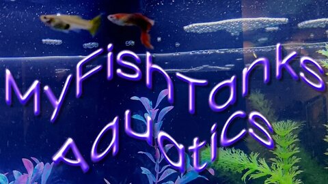 MFTAQ - Fish Talk Friday's Live Stream #32 12ET / 11CT