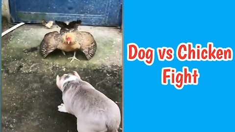 Chicken VS Dog Fight | Dog VS Chicken Fight