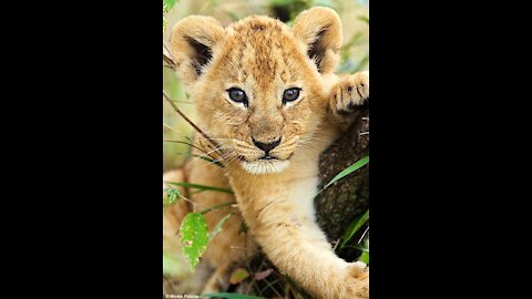 Cute Baby Lion Feeding and Exploring