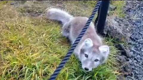 Homem encontra rara raposa-do-ártico bebé