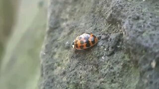 Ladybirds, Beetles and other bugs