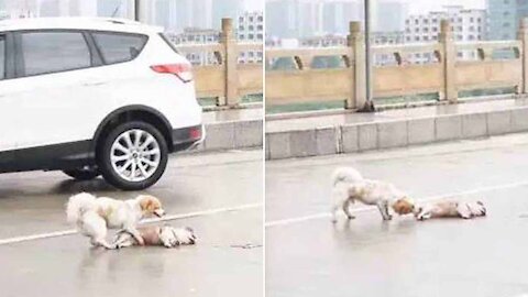 What will a dog do when it sees another dog hit by a car?