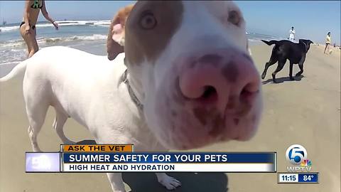 Summer safety advice for your pets