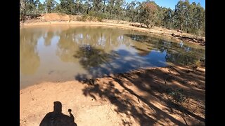 Trail cams 1 and 2 at the dam #farming #farm #offgridhomestead #wildlife #trailcam #dingoes #offgrid