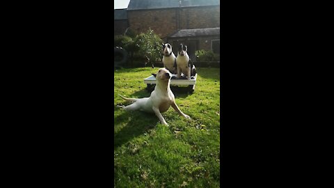 Bull Terrier puppies totally embarrassed by mom's awkward actions