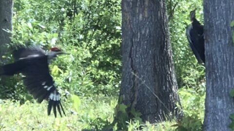 Two beautiful male and female red head birds are dating and they’re dancing together