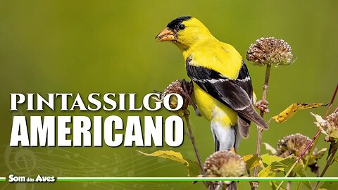 O Canto do PINTASSILGO AMERICANO (Eastern Goldfinch)