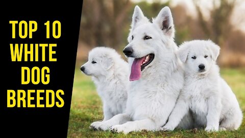 White Dog Breeds - Top 10