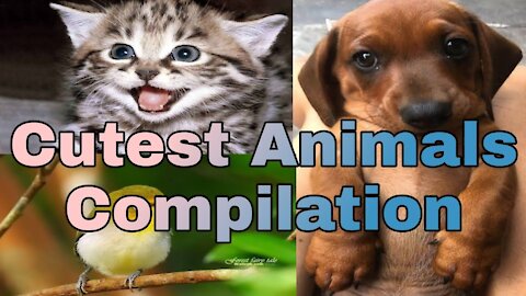 Cutest animals and pets! video compilation by animal cutie