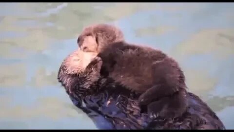 Cute Funny Sea Otter-52