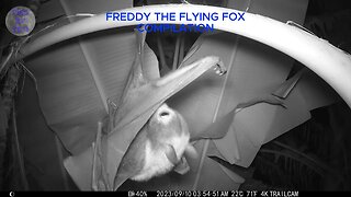 FREDDY THE FLYING FOX