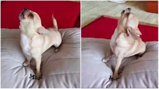 Chihuahua synger sammen med et munnspill