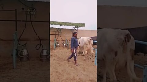 Milking cows 🐄 well trained 😊#Shorts #ytshorts #UbertainmentFun #Dogs #Animals #Fun