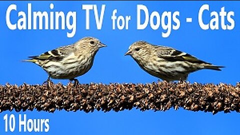 Calming TV for Cats, Kittens, Dogs, Puppies - Birds & Relaxing Nature Sounds to Help Pets Sleep