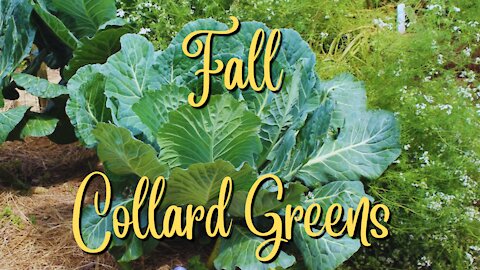 Growing collard greens