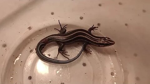 A FIVE-LINED SKINK (08/24/23)