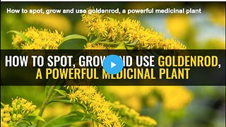 Learn how to spot, grow and use goldenrod, a powerful medicinal plant