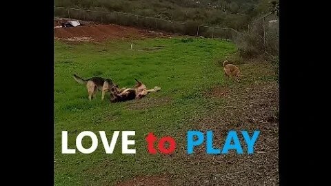 Australian German Shepherds LOVE Wrestling | K9 D.I.Y in 4D