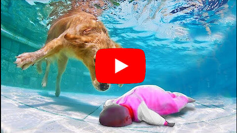 The hero dog saves a child from drowning in an incredible way !! "Dogs saved human lives"