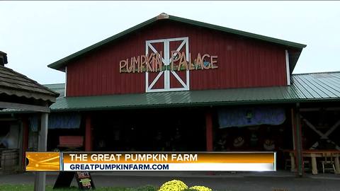 AM Buffalo on the Road - Part 5 Pumpkin Palace