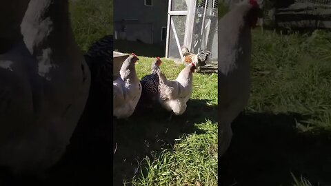 Good morning girls 😘 #chickenasmr #chickens #farmlife