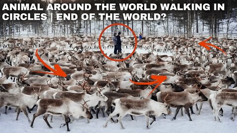 THE TRUTH About Animals Walking In Circles! THEY Trialled YOUR MINDS!