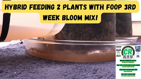 CR's 2024 Spring Growing Season - Hybrid Feeding My Medical Cannabis Plants with Foop 3rd Week Bloom