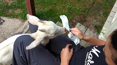 Rescue Goat Edgar Winter Loves Eating Ice Cream And Gets Intense Brain Freeze