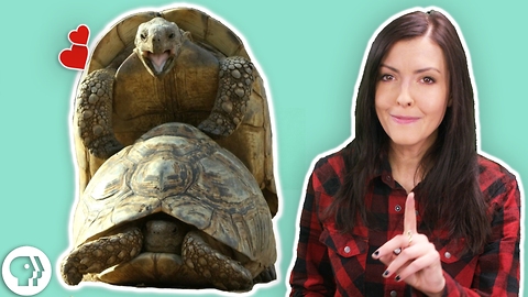 S3 Ep11: Valentine's Day Tips From the Animal World!