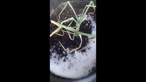 Onions Update: Not Ready Yet, Too Cold, Soil Frozen