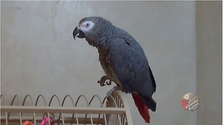 Imaginative parrot pretends he's a rabbit