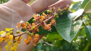 frutíferas produzindo em vaso murici cajá e rosa do deserto negra a venda em Niterói RJ 🇧🇷