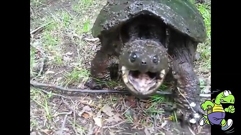 Snapping Turtles WILL bite you!