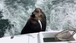 Leone marino prende un passaggio e pure cibo gratis