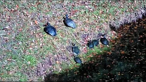 Turtles Basking At the Lagoon 🐢 01/02/23 11:54