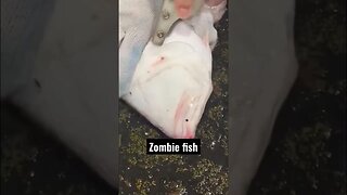 Zombie fish 😱😱😱 #zombiesurvival #shorts