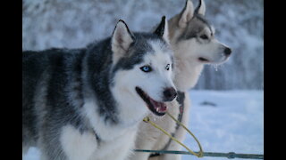 A Husky Dog Sledding in Fairbanks, Alaska in Nov. 2020