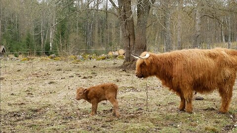 What a Surprise! She Hid Her Calf From Me!