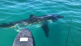 Un grand requin blanc aperçu en Australie